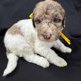 Honey - Merle female Labradoodle puppy in Candler, North Carolina from Maple Bakin’ Doodles