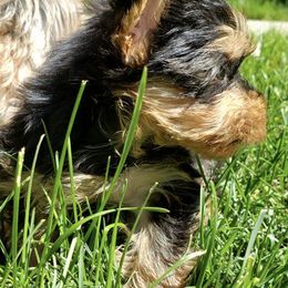 Yorkshire Terriers from Meadmama7