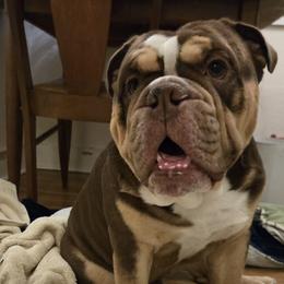 Whisky - Chocolate tri-color male Bulldog puppy in Denison, Texas from The Barking Lot