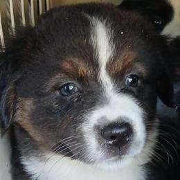Autumn - Black tri female Miniature Australian Shepherd puppy in Gretna, Virginia from Adams Acres Cattle Dogs