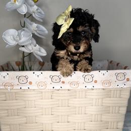 Sunshine - Black and tan female Cavapoo puppy in North Chesterfield, Virginia from Lovies Poodles and Doodles
