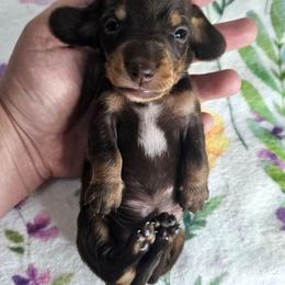 Chocolate and tan male (tiny) 3208.56 - Chocolate and tan male Dachshund puppy in Belle Rive, Illinois from Akin's Miniature Dachshunds, LLC