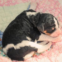 Poodle Puppies from Setting the Standard Poodles