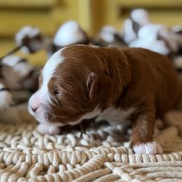 Binx (brown collar) - Red male Cavapoo puppy in Mouth Of Wilson, Virginia from HoneyBunn Doodle Co.