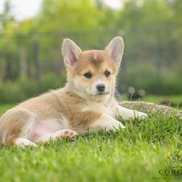 Purple Girl - Red female Pembroke Welsh Corgi puppy in Penobscot, Maine from Corgi Bliss Pembroke Welsh Corgis