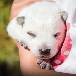 Abby (AKC) - Red speckled Australian Cattle Dog puppy in Marana, Arizona from Impact 3rd Australian Cattle Dogs