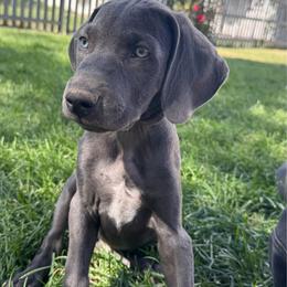 Luke - Gray male Weimaraner puppy in Kirtland, New Mexico from Weim Squadron