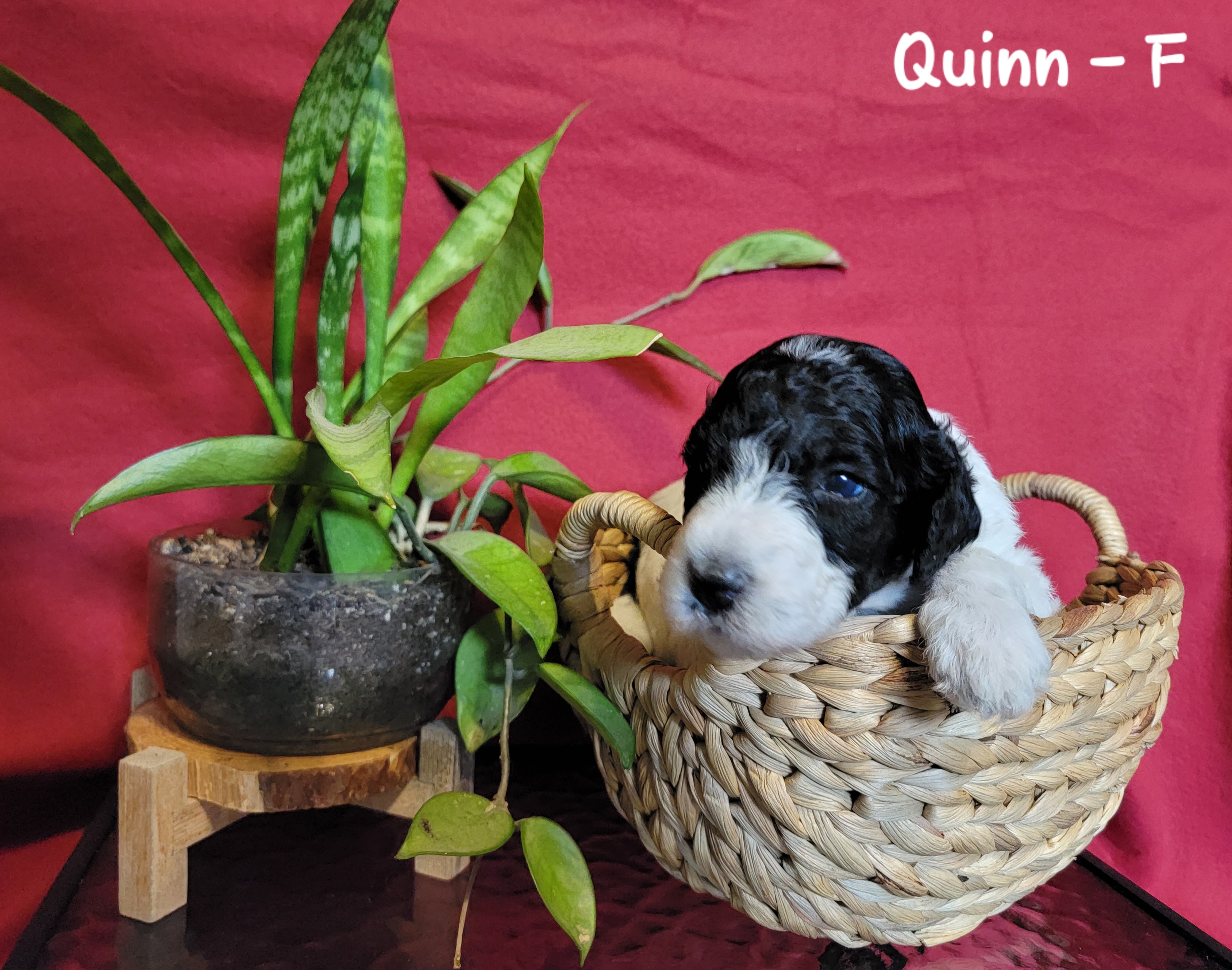 Quinn - Black and white Bernedoodle puppy in Columbiana, Ohio from Painted Doodles and Poodles LLC
