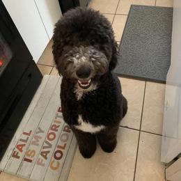 American Bully, Bernedoodle, Poodle, Sheepadoodle, and Whoodle Puppies from Wonderland’s Boujie Kennels