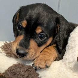 Teeter - Black and tan female Dachshund puppy in Filer, Idaho from Snake River Dachshunds