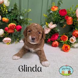 Goldendoodles from JoZy's Doodles