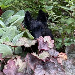 Scottish Terrier Puppies from Kingsdale Scottish Terriers