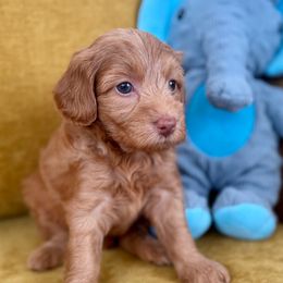 Lady - Red  female Goldendoodle puppy in Brooklyn, New York from Doodle of NY