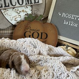 Rosette - Red  female Poodle puppy in Dayton, Texas from Wolfe Island Poodles