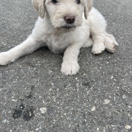 Girl 3 - Goldendoodle puppy in Palmer, Alaska from Northern Aussiedoodles