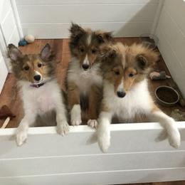 Shetland Sheepdog All Grown Up from Yardart Shelties