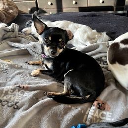 Nelly - Chihuahua