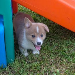 Lemon - Red female Pembroke Welsh Corgi puppy in Rensselaer, Indiana from Sharand MAS and Pembroke Welsh Corgis
