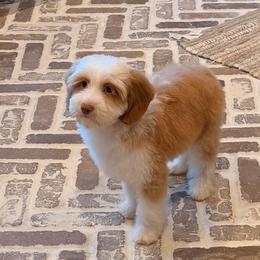 Teddy - Caramel male Australian Labradoodle puppy in Nashville, Tennessee from SF Australian Labradoodles