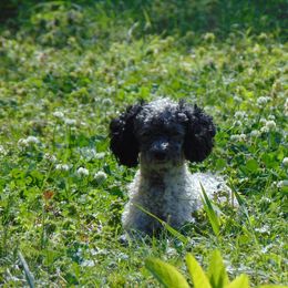 Smokey  - Poodle