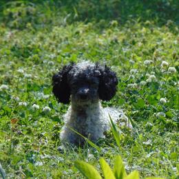Smokey  - Poodle