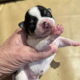 Charlie - Black and white male Chihuahua puppy in East Syracuse, New York from Blissful’s Chihuahuas