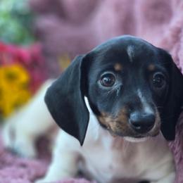Tissy - Piebald female Dachshund puppy in Oklahoma City, Oklahoma from Hamm Weenies  AKC (Dachshunds)