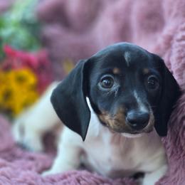 Tissy - Piebald female Dachshund puppy in Oklahoma City, Oklahoma from Hamm Weenies  AKC (Dachshunds)
