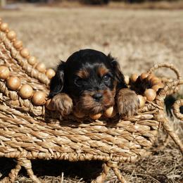 Forest - Black and tan male Cavalier King Charles Spaniel puppy in Lula, Georgia from Cavaliers by Crumley