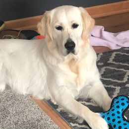 Fifa - Golden Retriever