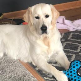 Fifa - Golden Retriever
