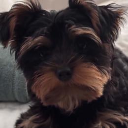 Yorkshire Terrier puppies from Thankuyorkies