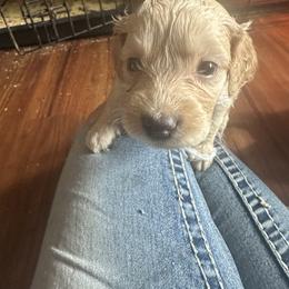 Toby - Cream male Goldendoodle puppy in Waynesboro, Virginia from Forest Creek Kennel