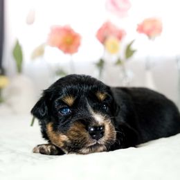 Aster (Heavens 9 Aster Meadow In Bloom) - Black & white Australian Shepherd puppy in Fresno, California from Heaven's 9