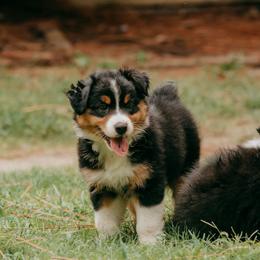 Chesapeake(Chessie) - Black tri-color female Australian Shepherd puppy in Aberdeen, North Carolina from Huckleberry Hill Aussies LLC.
