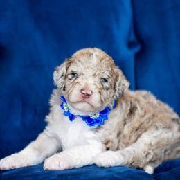 Aussiedoodle Puppies from Dani's Dandy Doodles