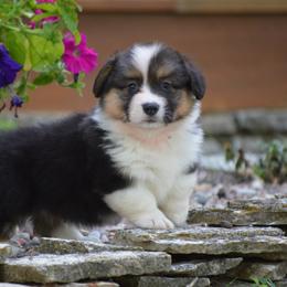 Pembroke Welsh Corgi Puppies from C&G Corgis