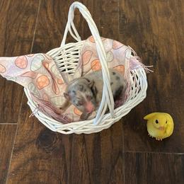 Girl 2 - Blue merle female Miniature Australian Shepherd puppy in Doddridge, Arkansas from Huddleston Farm