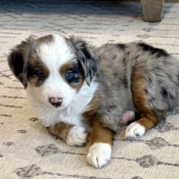 APOLLO - Blue merle Toy Australian Shepherd puppy in Bixby, Oklahoma from Roeboat Aussies