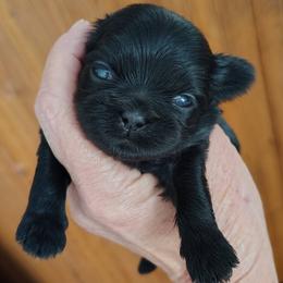 Liberty - Libby - Black female Shih Tzu puppy in Palmyra, New York from Karen's Tzus of Palmyra-Macedon