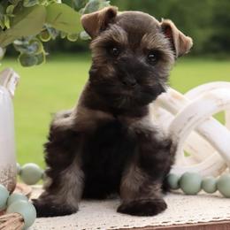 Bo-peep - Salt and pepper female Miniature Schnauzer puppy in Utica, Ohio from Crystal Rose Canines