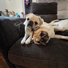 Pug puppies from Kapelac's Royal Pugs