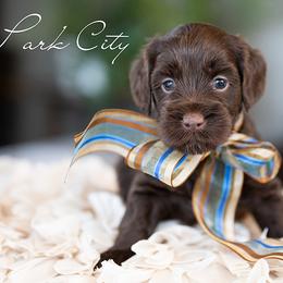 Boy 1 - male Australian Labradoodle puppy in Salem, Oregon from Hunterberry Hill Labradoodles