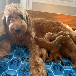 Goldendoodle puppies from Willowgreen Goldendoodles