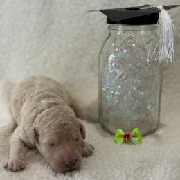 Girl 3 - Apricot female Goldendoodle puppy in Camden, North Carolina from Oopsie Doodles of NC