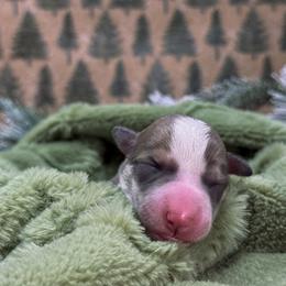 Border Collie, Papillon, Sporty Mix, and Whippet Puppies from Old Hemp Border Collies / Open Horizon Sport Dogs