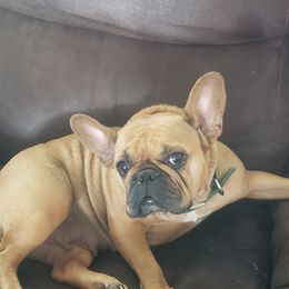 Maggie  - French Bulldog
