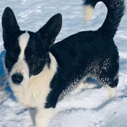 Cardigan Welsh Corgis and Pembroke Welsh Corgis from Monarch Corgis