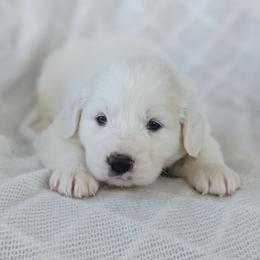 Girl 6 Blue - White female Great Pyrenees puppy in Yakima, Washington from Naches Heights Ranch