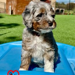 Boy 3 - male Bernedoodle puppy in Vacaville, California from Dillon Doodles